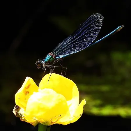 Alojamento de Turismo Selvagem Dom Letniskowy Posrod Kaszubskiego Lasu