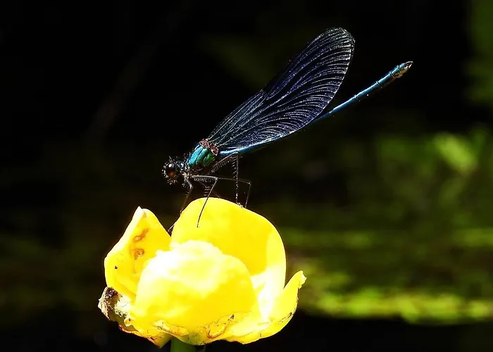 Chata Dom Letniskowy Posrod Kaszubskiego Lasu